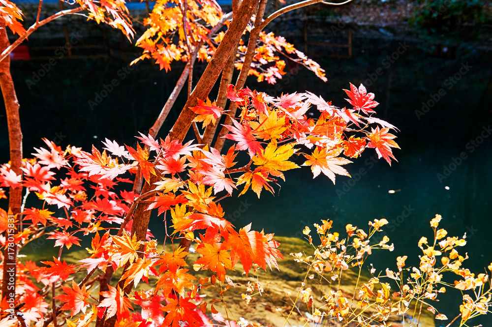 湖畔的秋天枫叶