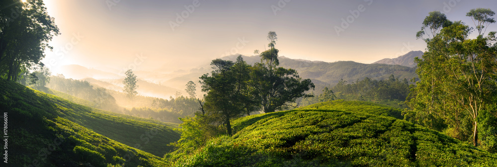 日出时美丽的茶园全景。印度凯雷拉。