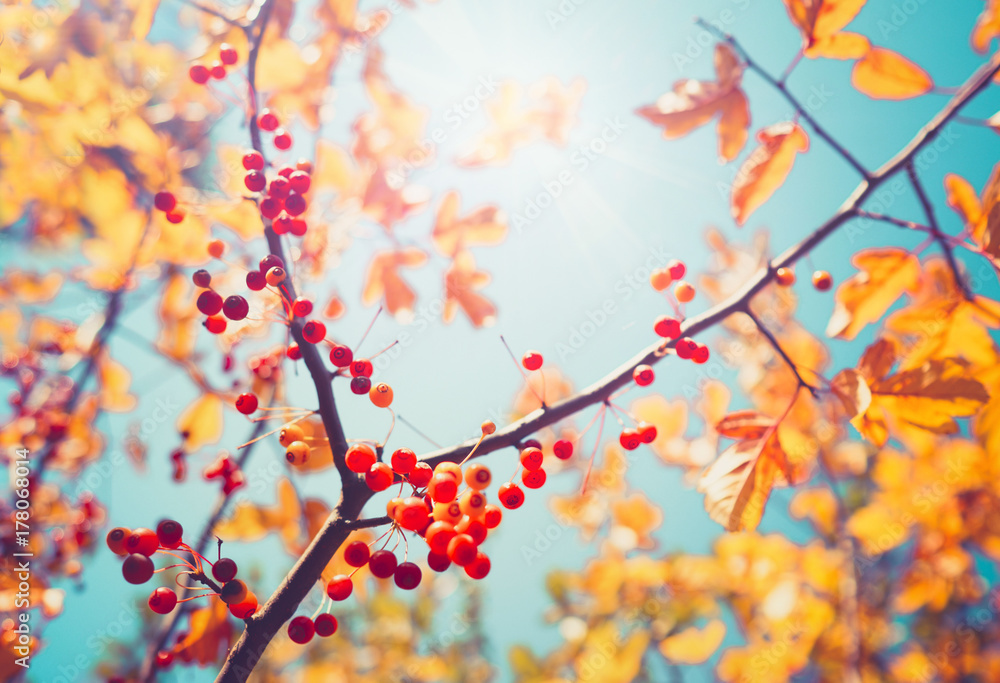 美丽明亮的秋季自然背景金黄色的叶子和橙色的秋季浆果在t中发光