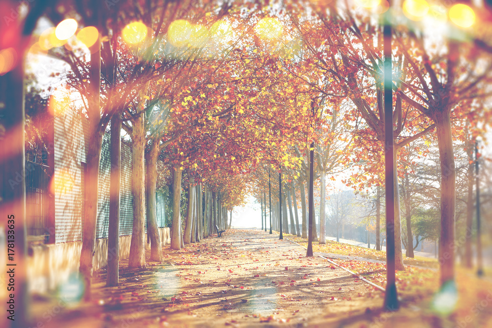 秋天的抽象背景。公园和树木。城市的秋天景观。镜头闪烁和阳光