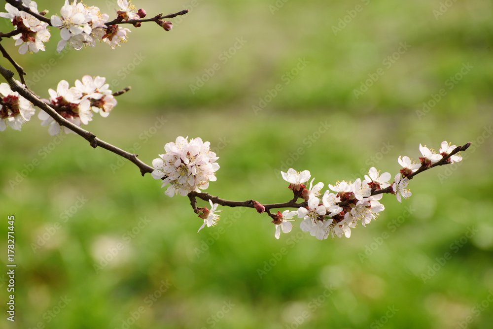 杏树花朵，花蕾和花朵在春天绽放，复古的花卉背景