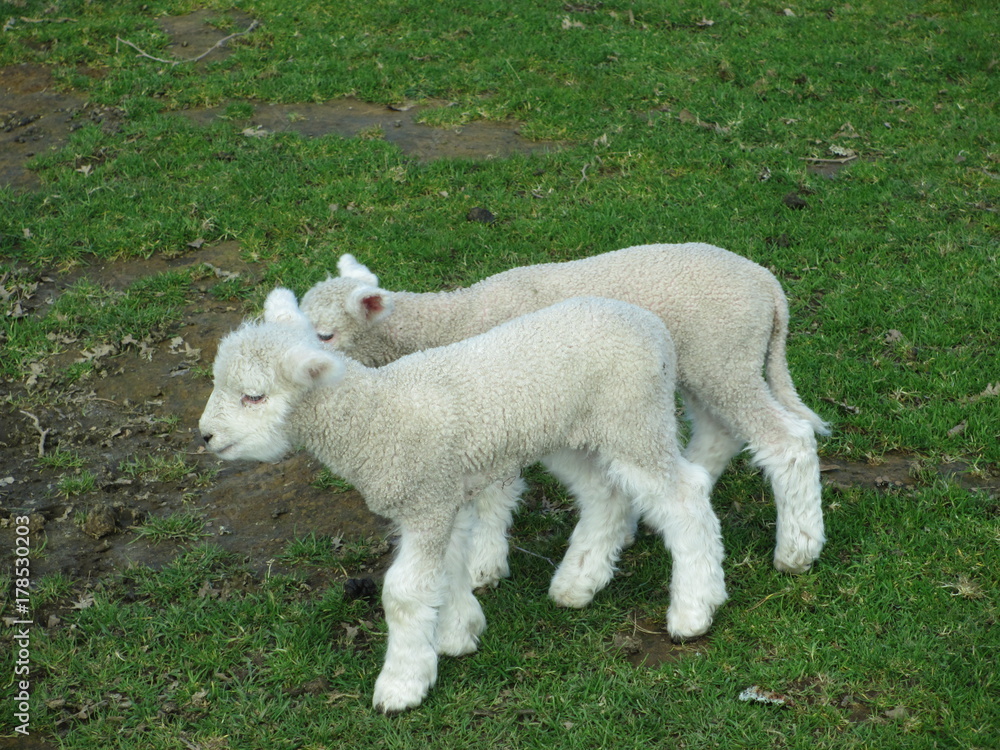 二匹の仔羊、ニュージーランド