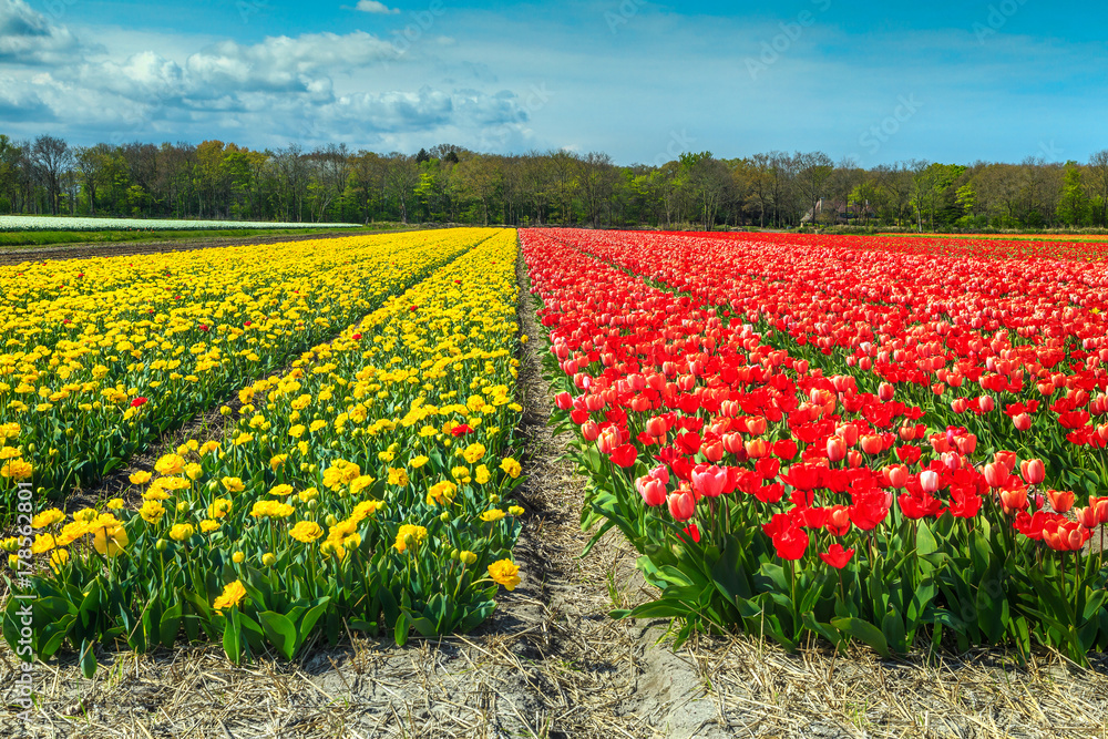 欧洲荷兰色彩缤纷的郁金香田，神奇的春天景观