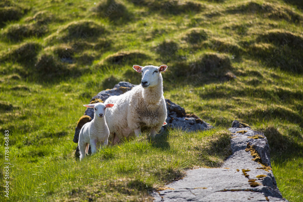 小羊羔和它的妈妈背靠长满青草的山丘