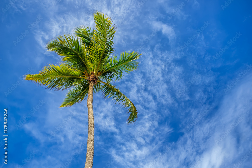 热带蓝天下的椰子树