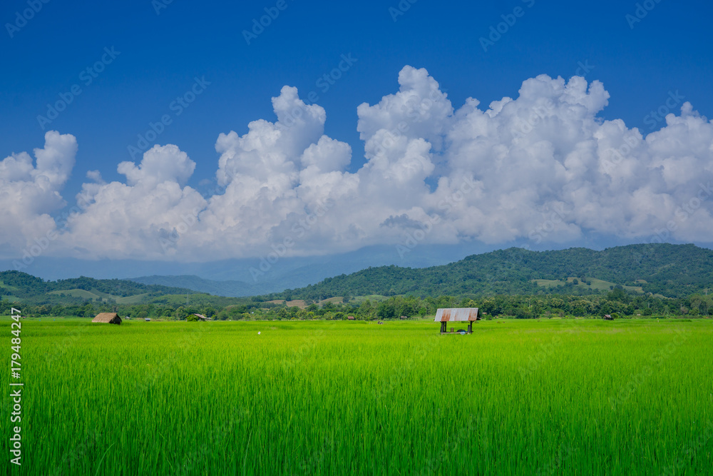 雨季的亚洲稻田和农民小屋，在泰国耕种。农田