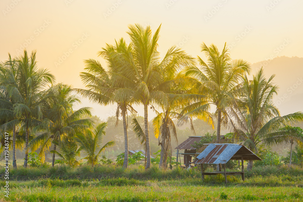 泰国乡村的椰子树和小屋，阳光照耀着日落
