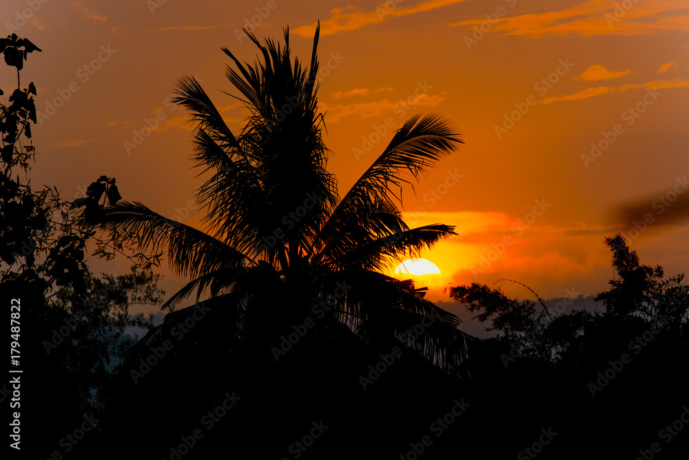 日落背景下的椰子树剪影