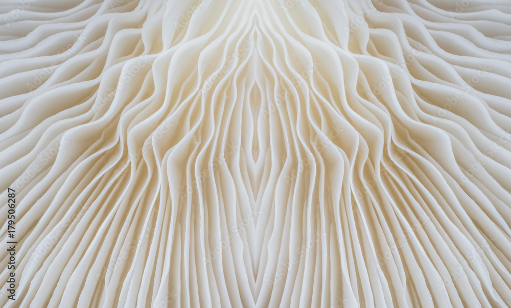 Sajor caju蘑菇的抽象背景宏观图像。