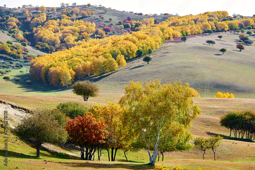 autumn landscapes of Bashang plateau/ autumn landscapes of meadows steppe