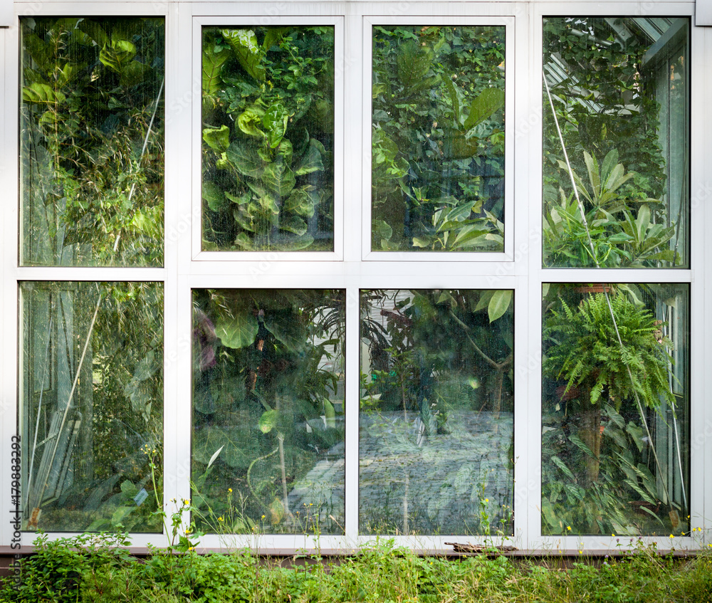 温室窗户，棕榈屋里有外来植物