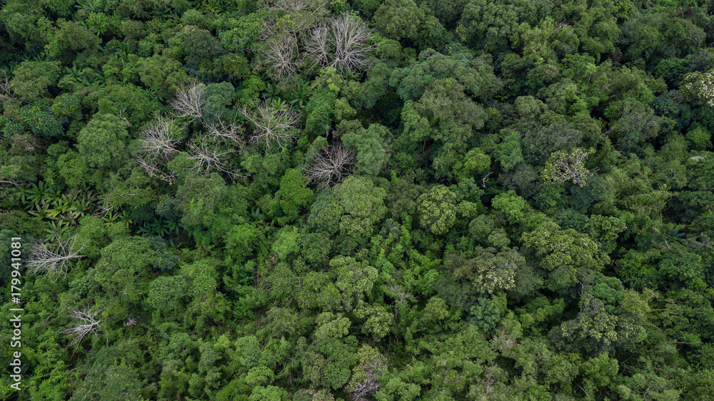 森林鸟瞰图，鸟瞰图中的森林纹理，泰国