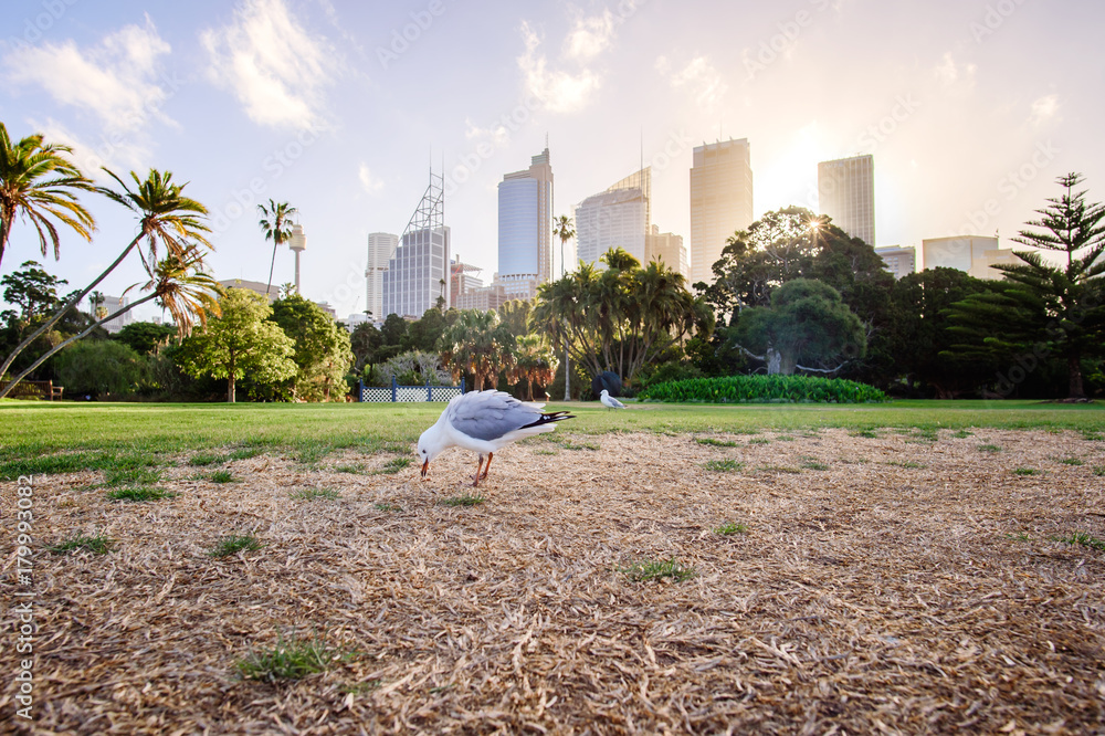 悉尼皇家植物园公园的鸽子。