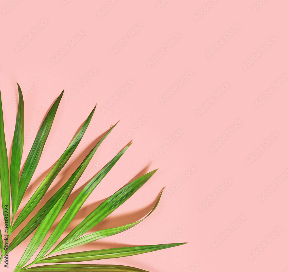 粉红色背景下的热带树叶
