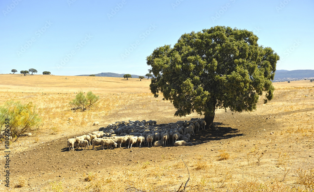 Rebaño de ovejas bajo la sombra de una encina, Valle de Alcudia, Castilla la Mancha, España