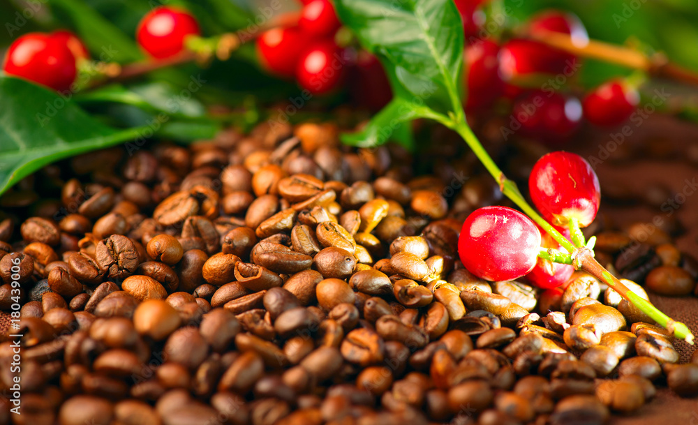 咖啡。烘焙咖啡豆背景上的真正咖啡植物