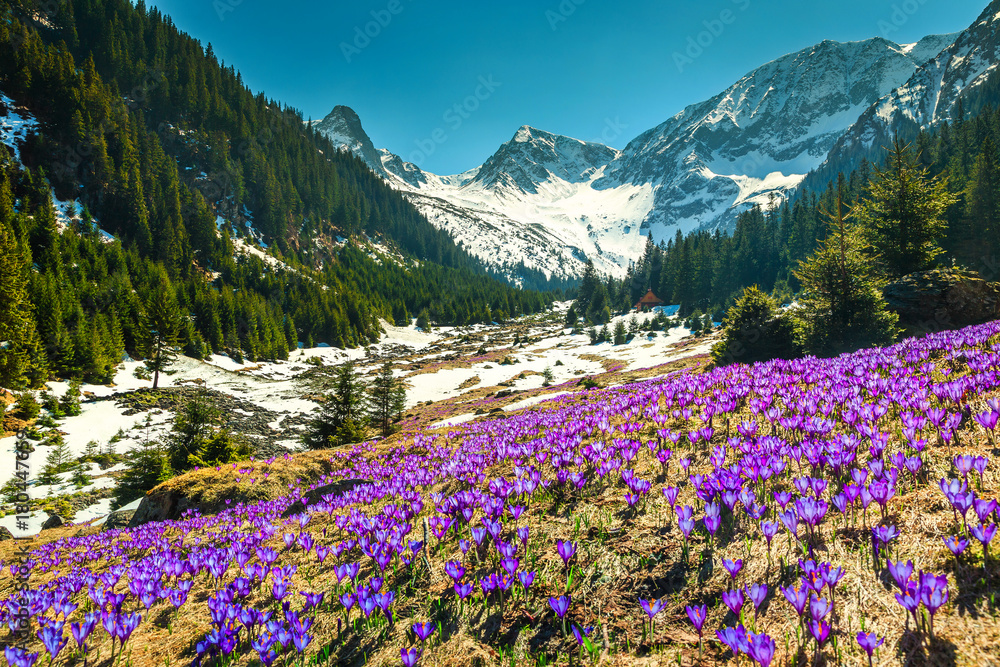 Spring landscape with purple crocus flowers, Fagaras mountains, Carpathians, Romania