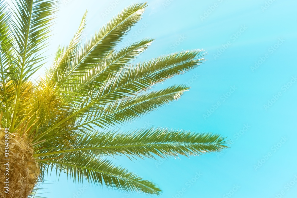 棕榈树-美丽蓝天下的完美棕榈树