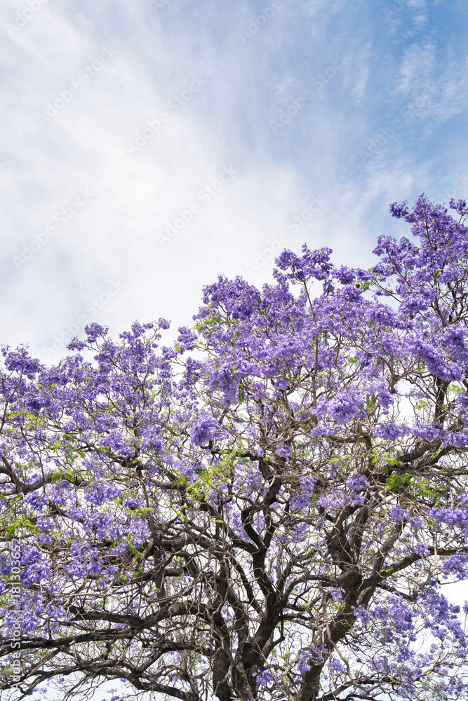 西澳大利亚州珀斯的一棵树上盛开着紫色蓝花莲。