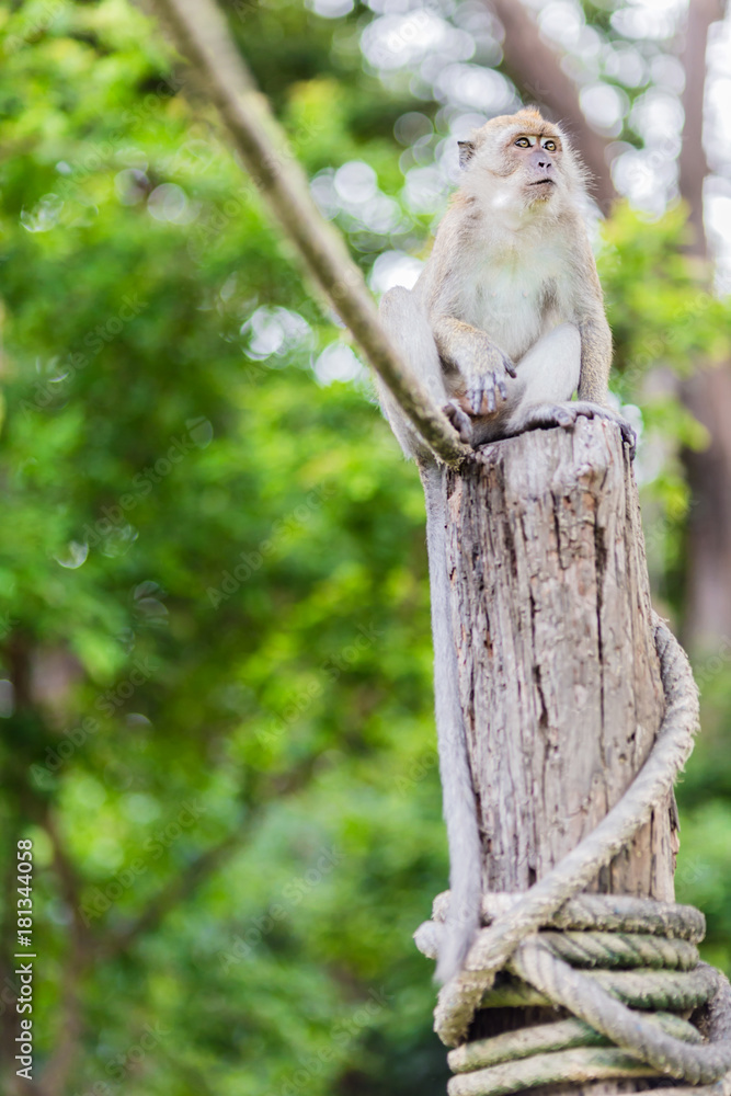 monkey on the wood column in the forest