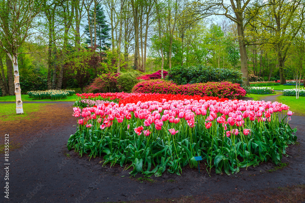 Fresh blooming tulips in spring floral flower garden Keukenhof, Netherlands