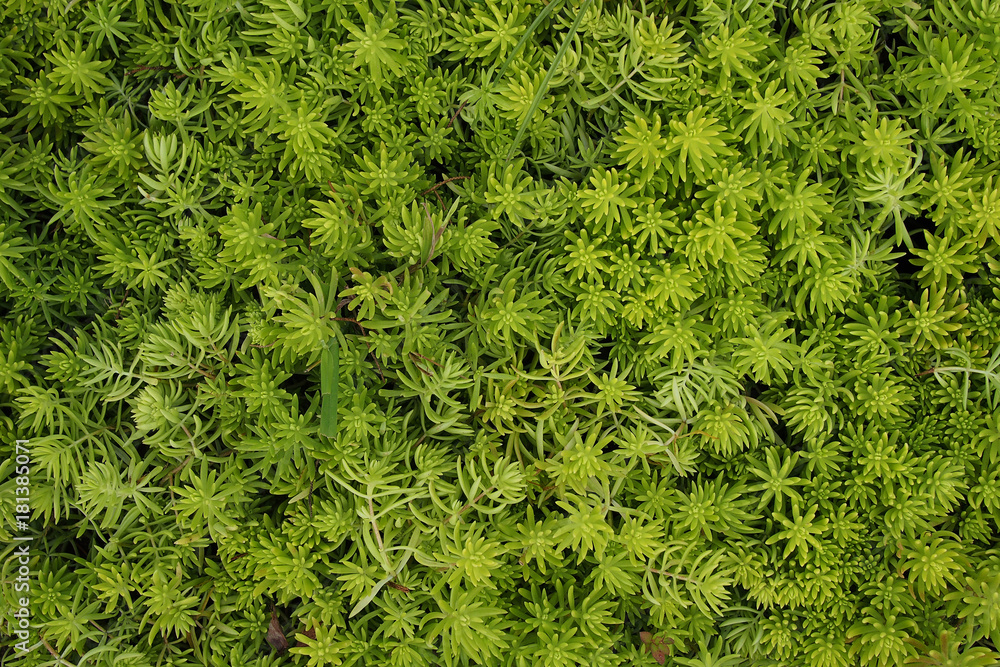 多汁的地被植物，抽象的绿色纹理背景。