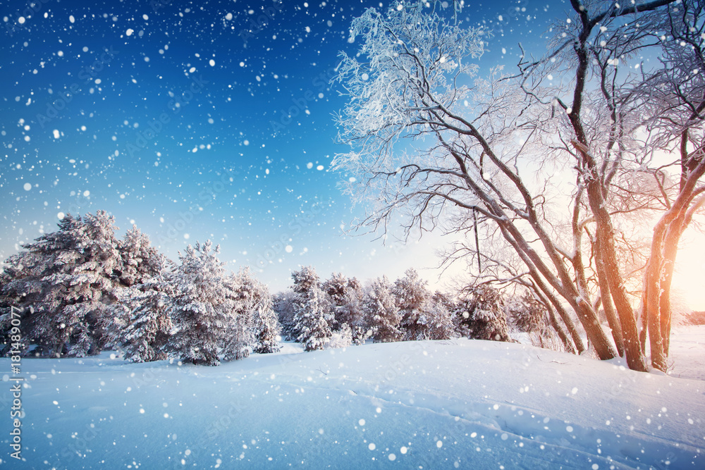 雪中深夜的冬季景观中的美丽树木