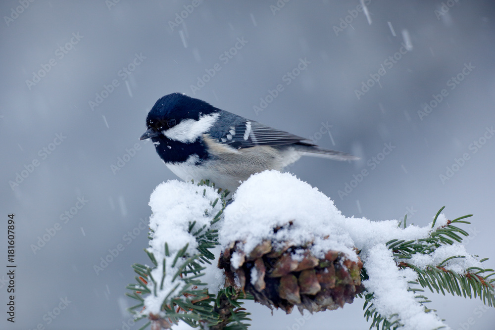 煤山雀，带雪的云杉树枝上的鸣禽，冬季场景。云杉圆锥体上的雪。Bi