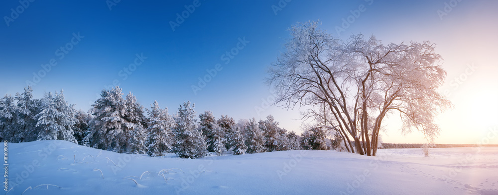 雪中深夜的冬季景观中的美丽树木