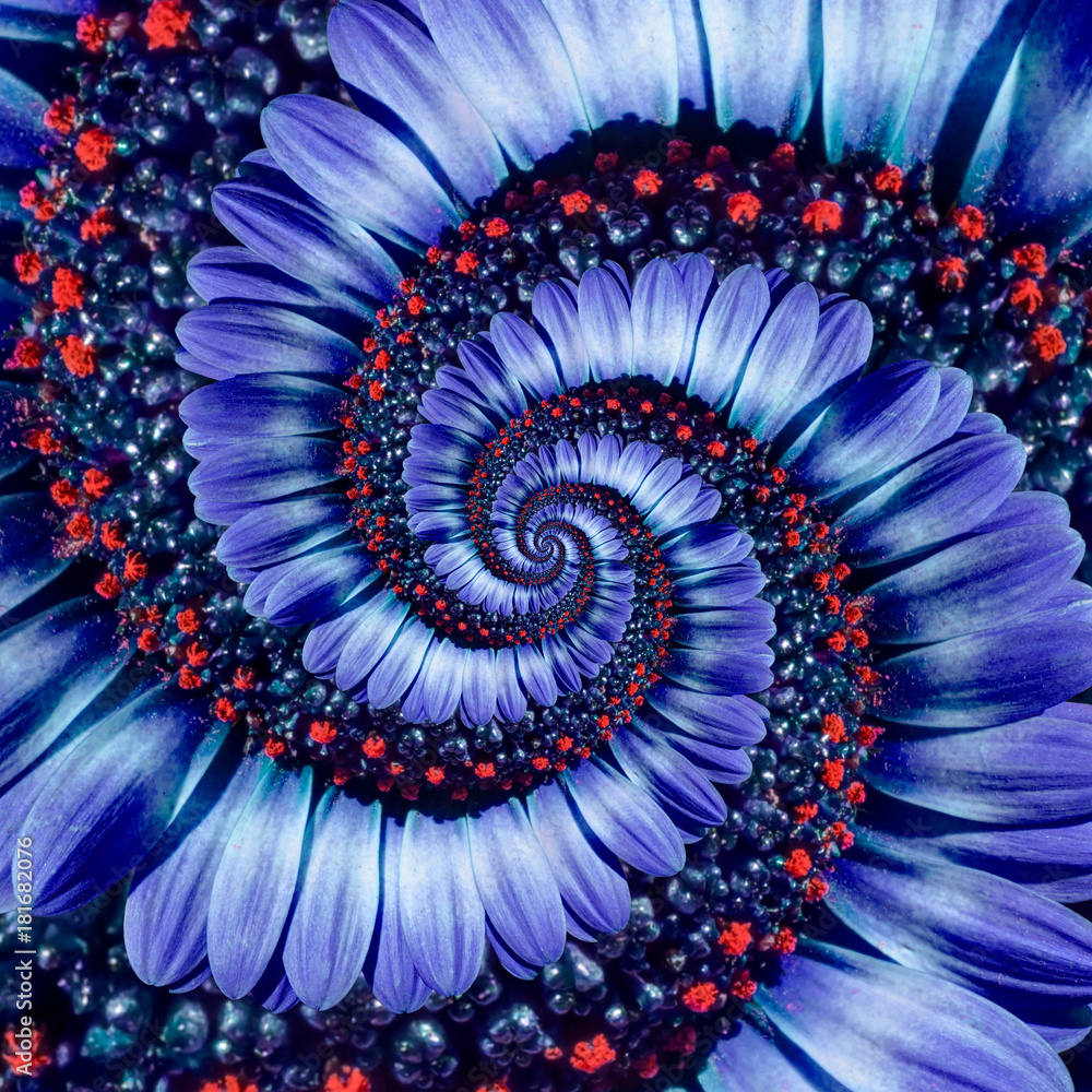 Blue camomile daisy flower spiral abstract fractal effect pattern background. Blue violet navy flowe
