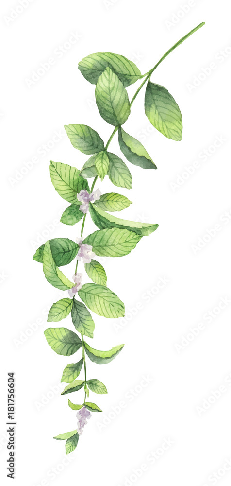 Watercolor vector wreath of mint branches isolated on white background.
