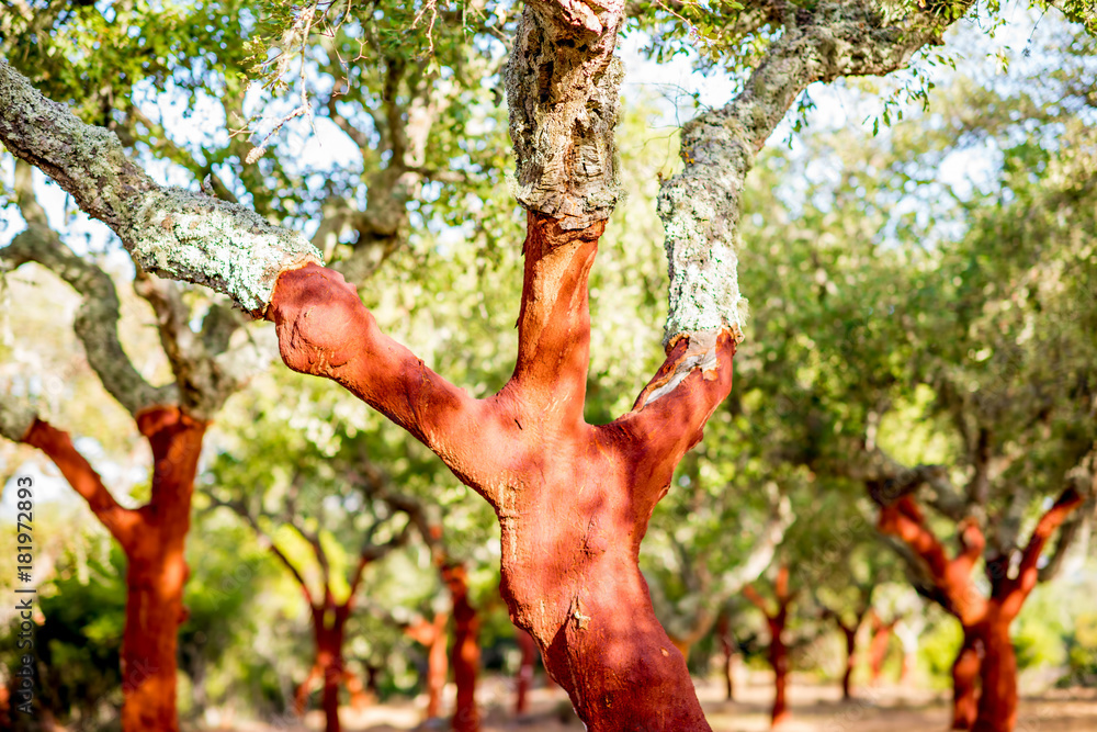 葡萄牙软木橡树种植园的美景，树皮新鲜破碎