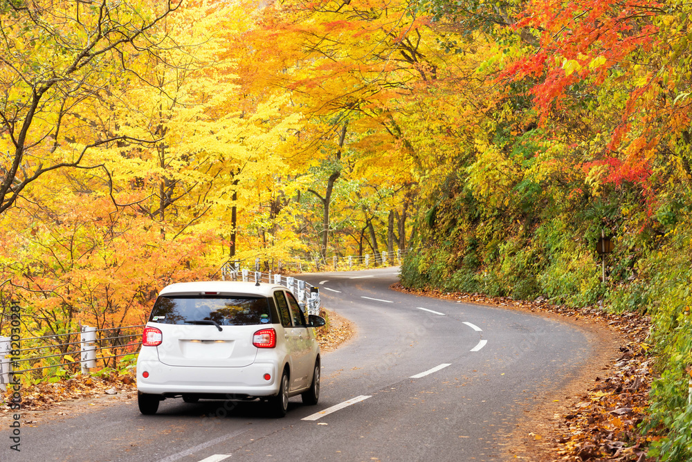 在日本青森，汽车沿着带着秋天红叶的道路行驶的场景。美丽的乡间小路alo