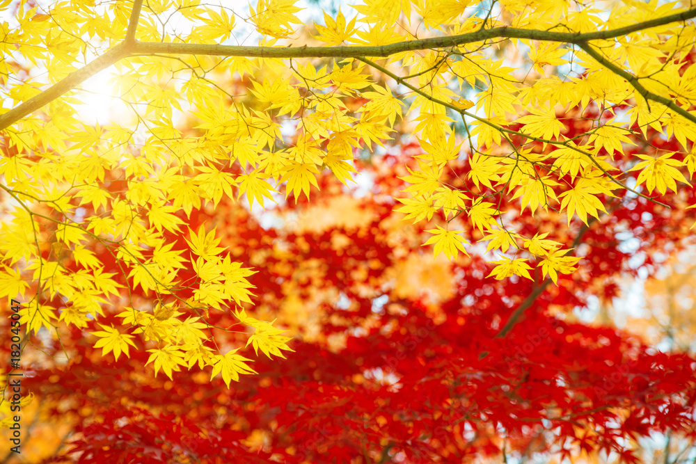 秋天的红黄色枫叶，背景是蓝天，取自日本。