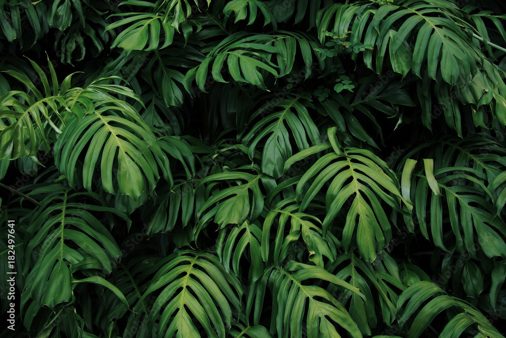 生长在野外的蒙斯特拉鹅掌楸属植物的绿叶，热带森林植物，常绿植物