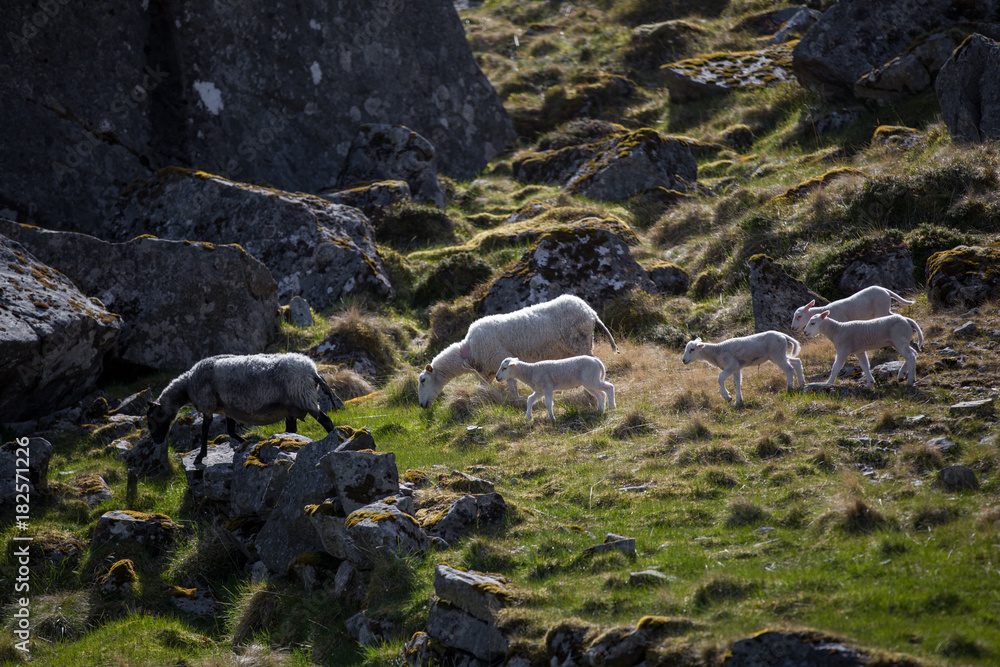 四只小羊羔和两只成年羊羔在绿色的岩石山上行走