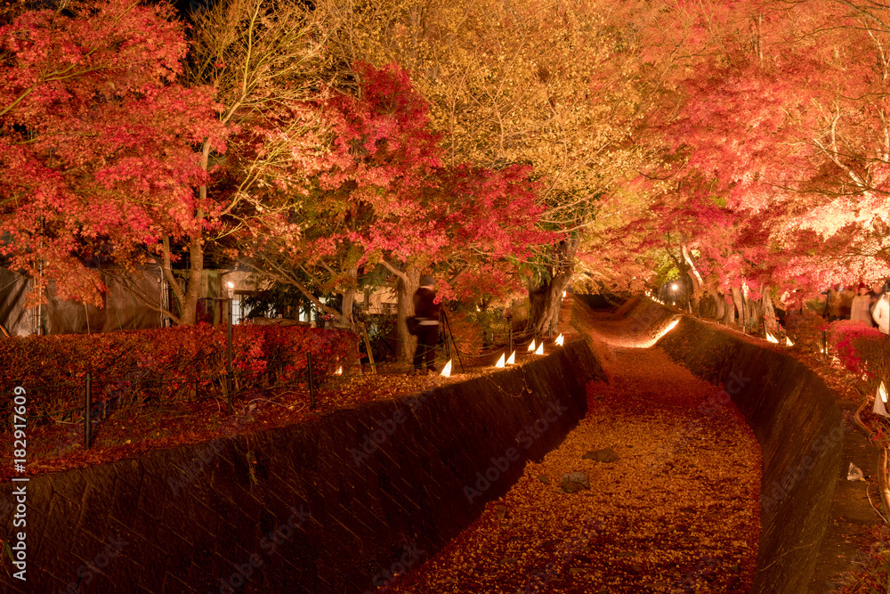 日本河口湖秋季季节性的红枫叶，旅行的地标，枫树走廊ligh