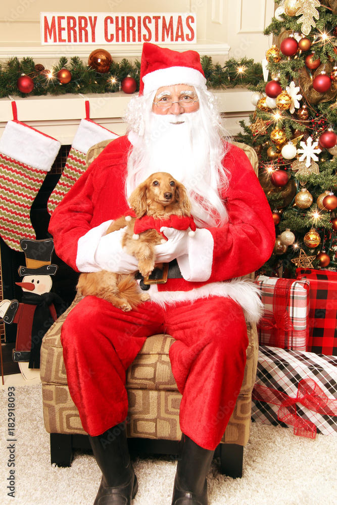 圣诞老人腿上抱着一只宠物达克斯猎犬。身后是圣诞树和壁炉。