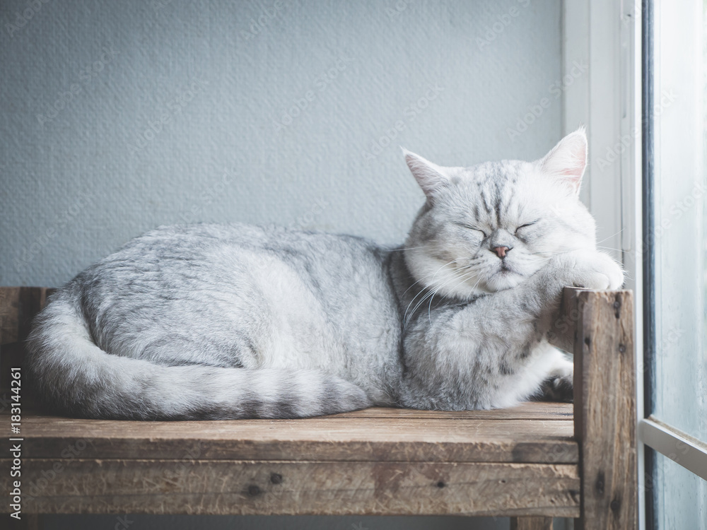 可爱的猫在窗户的灯光下睡在木架子上