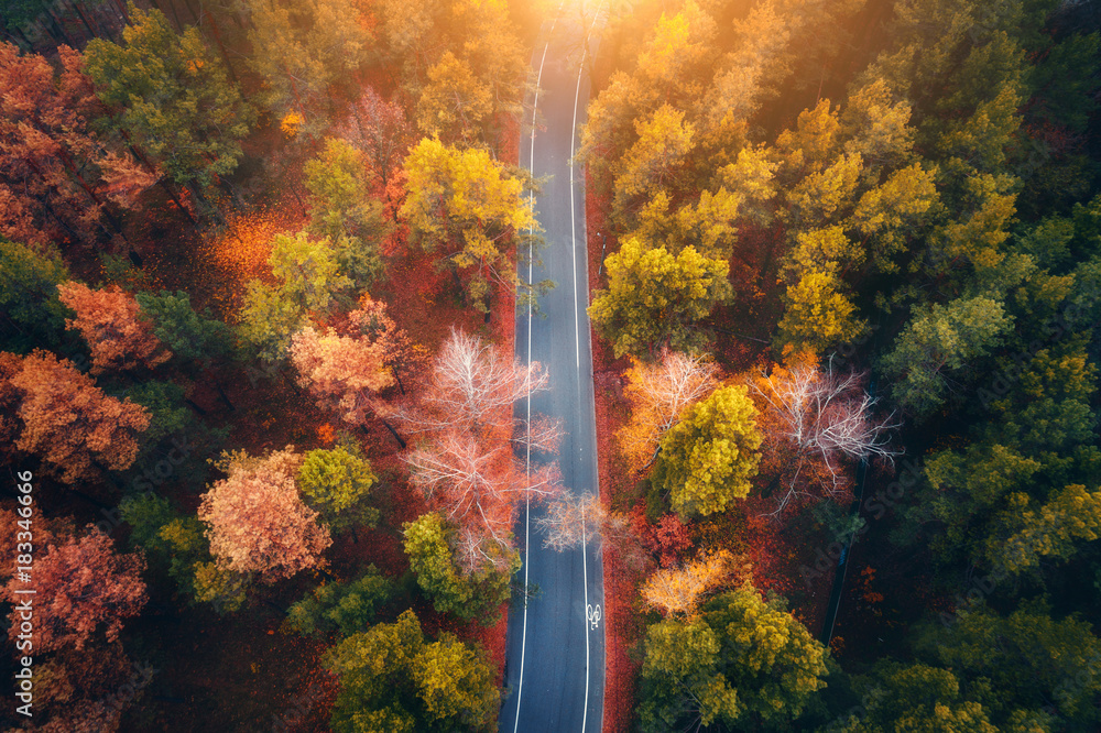 日落时美丽的秋林中的公路鸟瞰图。空旷的乡村公路构成了美丽的景观，
