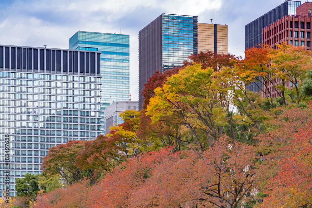 都会のビル群と紅葉の木々