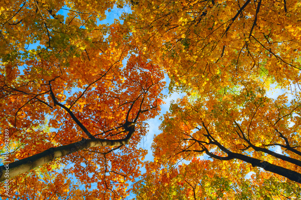 秋色。蓝天背景下五颜六色的秋枫树枝的仰视图