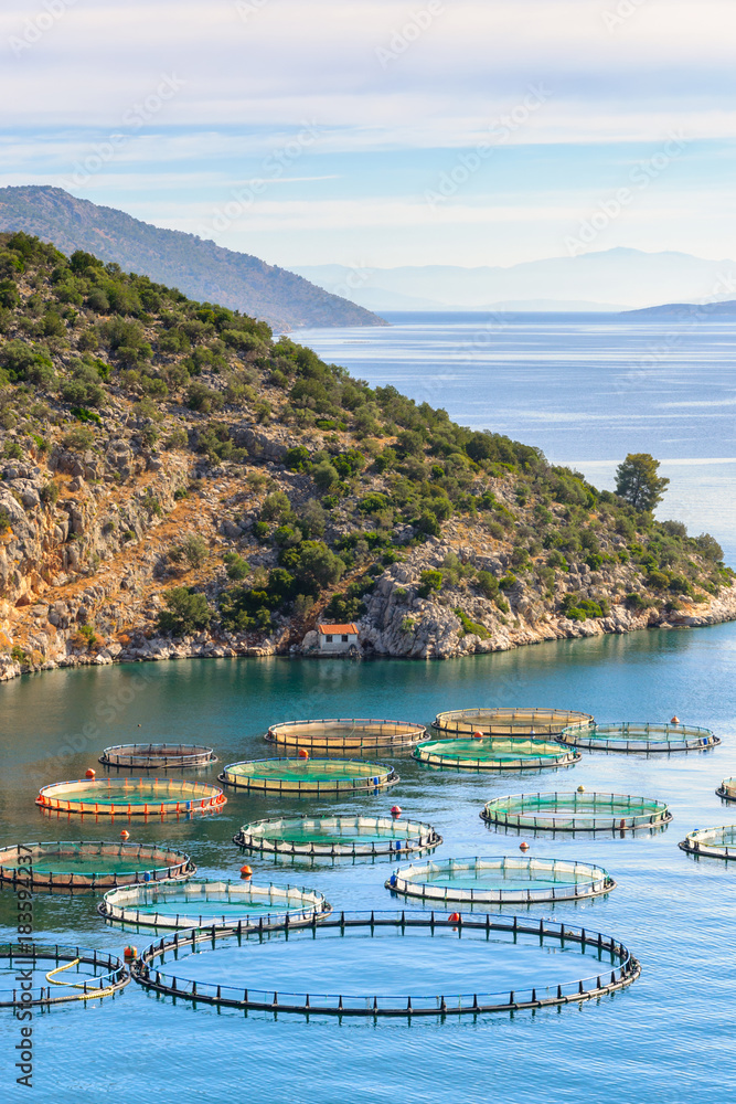 希腊海洋鱼类养殖。鱼类养殖的网箱系统