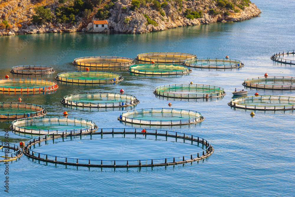希腊海上鱼类养殖。鱼类养殖的网箱系统