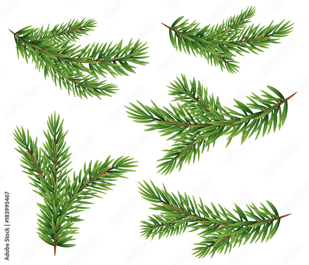 圣诞树、松树的逼真冷杉树枝剪影集。矢量插图