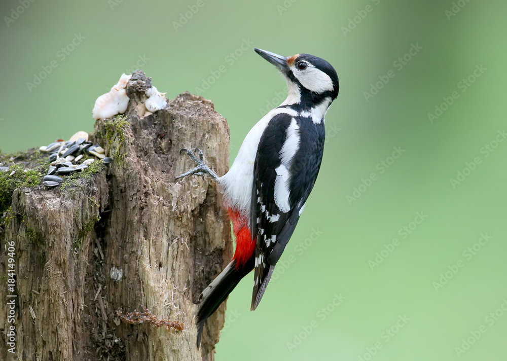 一只大斑啄木鸟的雄性坐在模糊的绿色背景上的原木上。可能用于鸟类