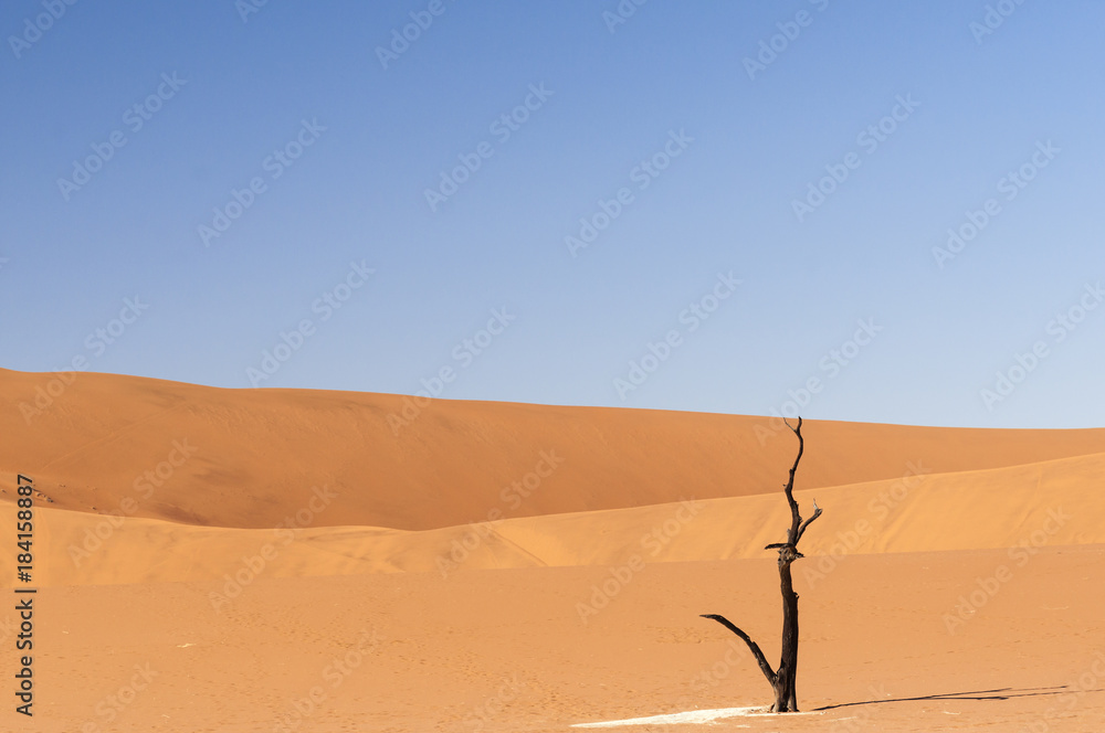 纳米布沙漠中的沙丘与阿拉伯树胶树/非洲纳米比亚纳米布沙漠的沙丘与非洲树胶树