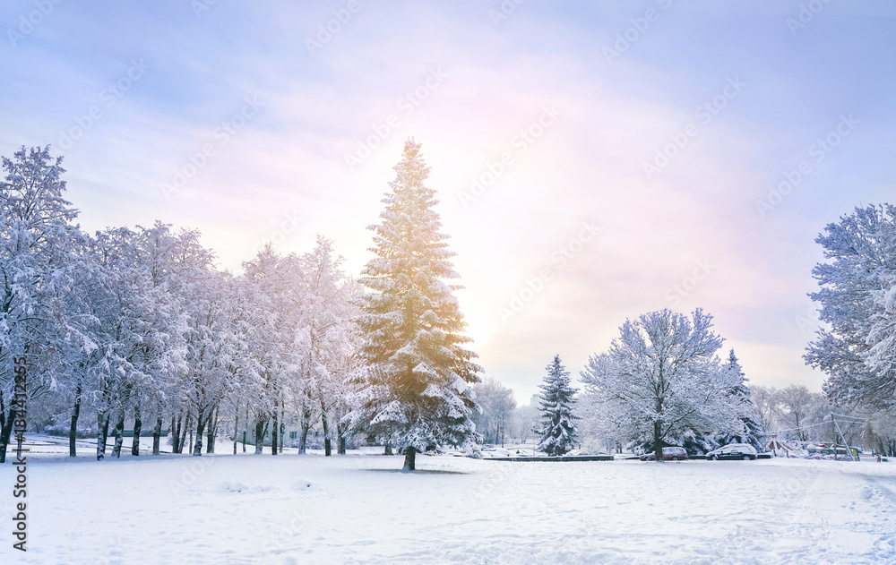 美丽的仙女雪云杉冬天。圣诞树在da的阳光下在白雪覆盖的森林中发光