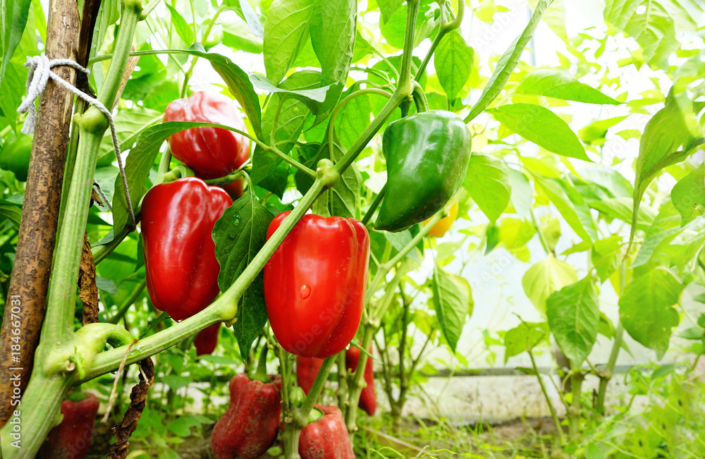 在阳光下的温室里近距离种植甜辣椒。新鲜多汁的红绿色辣椒在树枝上
