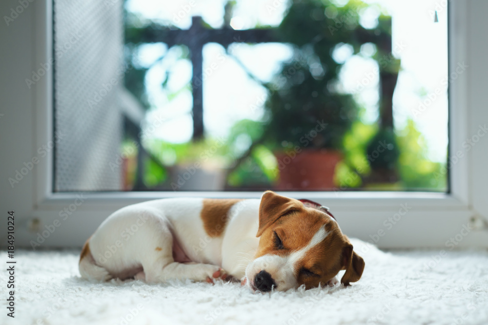 白色地毯上的杰克·拉塞尔小狗。小狗睡在房子里